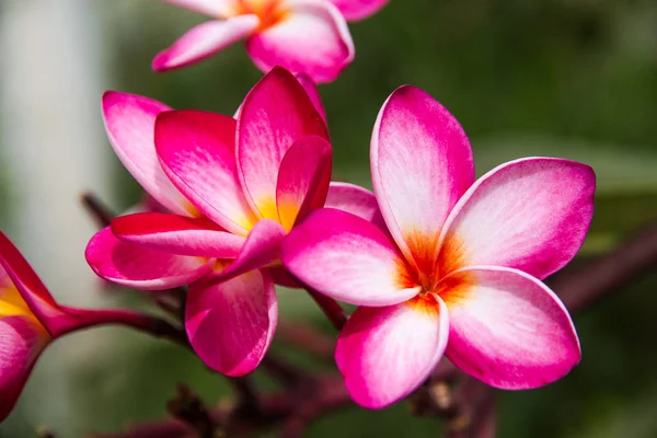 Plumeria vermelha flores beleza na natureza, flor de frangipani — Fotografia de Stock