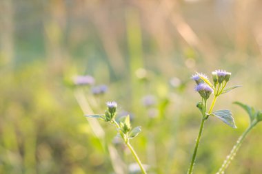 Yabani otlar ile Orman çayır, küçük derinliği ile Makro görüntü 
