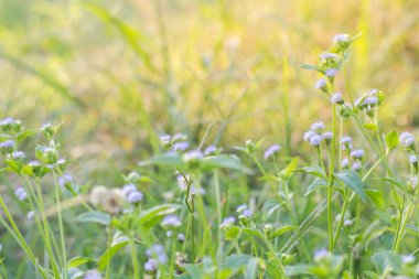 Yabani otlar ile Orman çayır, küçük derinliği ile Makro görüntü 