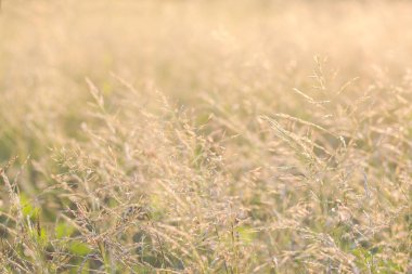 Yabani otlar ile Orman çayır, küçük derinliği ile Makro görüntü 
