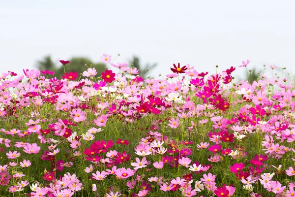 Mooi van Cosmos bloem veld voor achtergrond, lente seizoen FL — Stockfoto