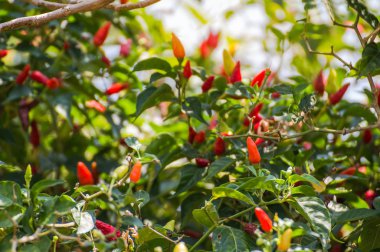 Ağaç taze acı biber, bitki biber