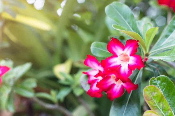 Azalea virágok virágzó a háttér — Stock Fotó