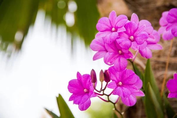 Um ramo do orchid no jardim, orchid bonito que floresce no th — Fotografia de Stock