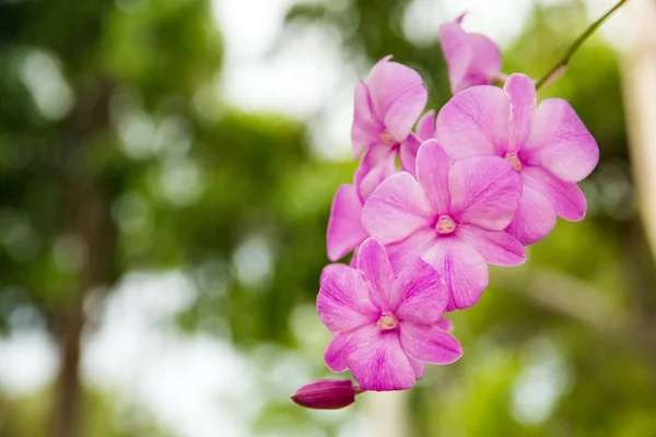 Um ramo do orchid no jardim, orchid bonito que floresce no th — Fotografia de Stock