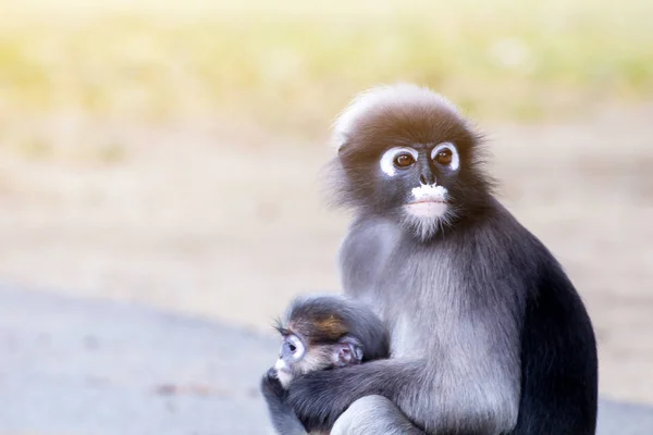 可爱的猴子，可爱的马卡克眼镜，滑稽的猴子生活在纳图 — 图库照片