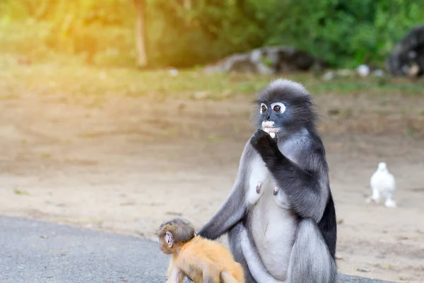 可爱的猴子，可爱的马卡克眼镜，滑稽的猴子生活在纳图 — 图库照片