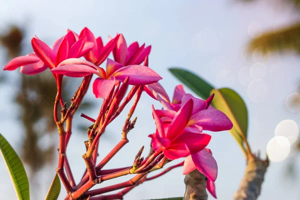 Vermelho Plumeria flores bonito, fundo borrão frangipani — Fotografia de Stock