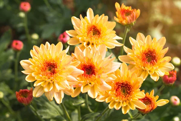 Linda de flores crisântemos ao ar livre, Margaridas no agri — Fotografia de Stock