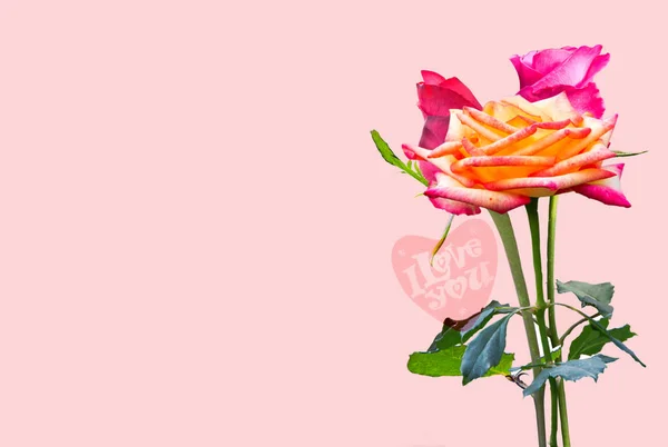 Bella rosa fiore isolato su sfondo rosa, amore di San Valentino — Foto Stock