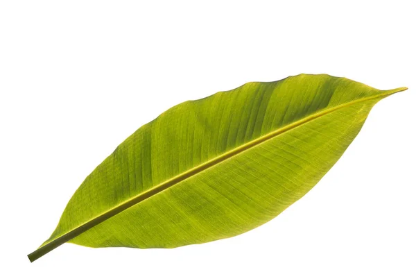 Textura abstracta de la hoja de plátano sobre fondo blanco, Hojas — Foto de Stock