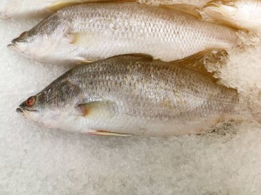 S için bir pazarda deniz ürünleri standında buz üzerinde Snapper taze balık