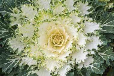 White Ornamental Cabbage plants in flower pot at Doi Angkhang ro clipart
