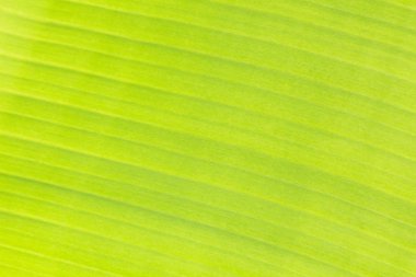 tasarımınız için yeşil muz yaprağı arka plan dokusu