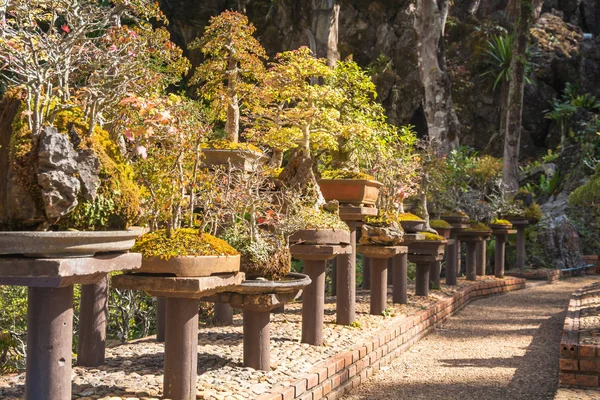 庭の装飾のための鉢植えの松の木、庭の造園の美しさ — ストック写真