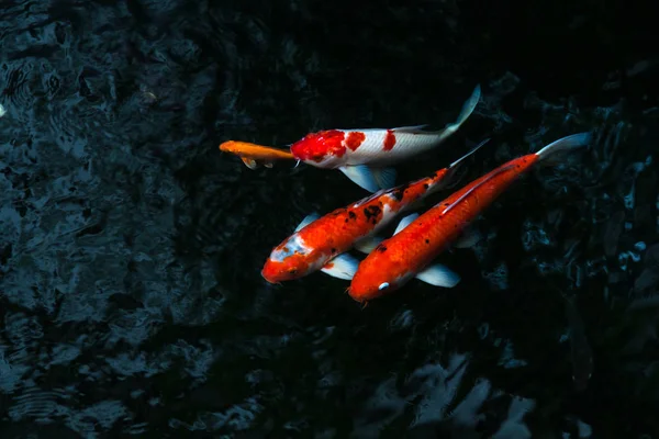 The beautiful koi fish swimming in dark pool,Fancy carps fish or — Stock Photo, Image