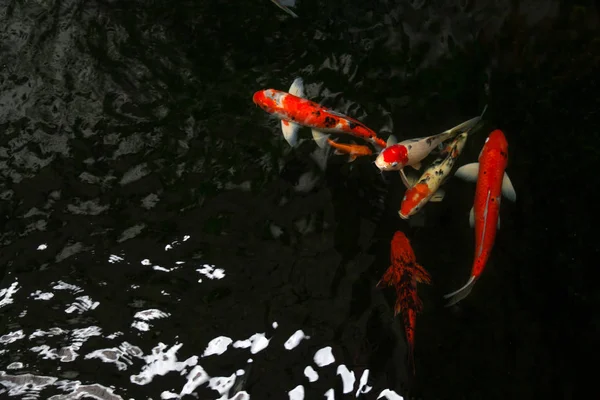 Красивые рыбки кои плавают в темном бассейне, причудливые карпы рыбы или — стоковое фото