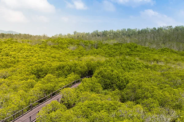 Walkway on the mangrove forest at Pranburi nation park,Thailand — Stock Photo, Image