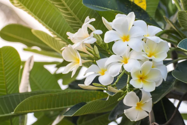 Белые цветы Plumeria красивые, frangipani — стоковое фото