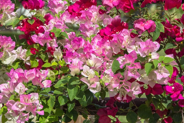 Bougainvillea colorido bela flor — Fotografia de Stock