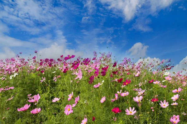 Bonito de Cosmos Campo de flores no fundo do céu azul, Primavera s — Fotografia de Stock