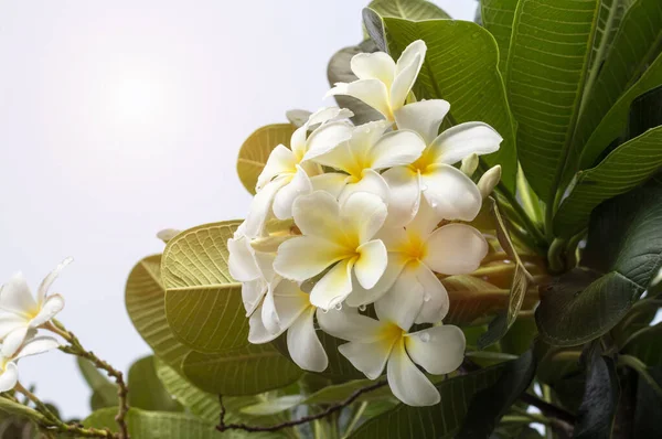 Beyaz Plumeria çiçekleri. Ağaçta güzel suyla, frangip. — Stok fotoğraf