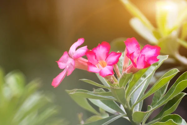 Flores rosa florescendo Rhododendron ou bignonia rosa no backgroun — Fotografia de Stock