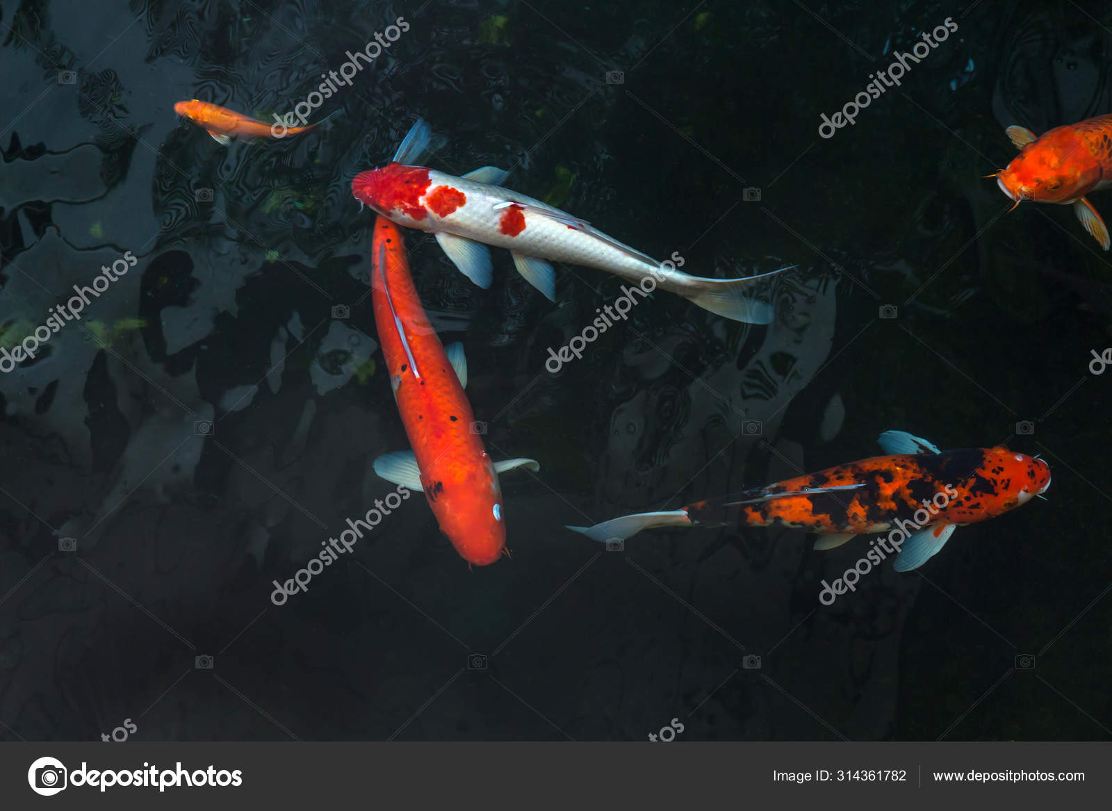 The Beautiful Koi Fish Swimming In Dark Pool Fancy Carps Fish Or Stock Photo Image By C Saelim 314361782