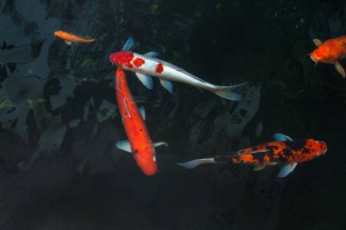 Güzel koi balık karanlık havuzda yüzme, Fantezi sazan balık veya