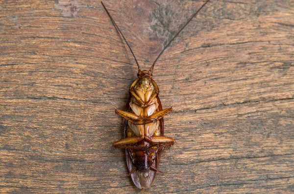 Ahşap arka planda hamamböceği. (hamamböceği, hamam böceği) — Stok fotoğraf