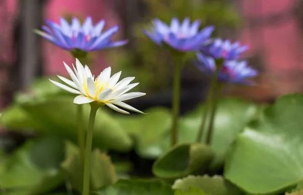 Lila Lotusseerose mit grünen Blättern im Teich — Stockfoto