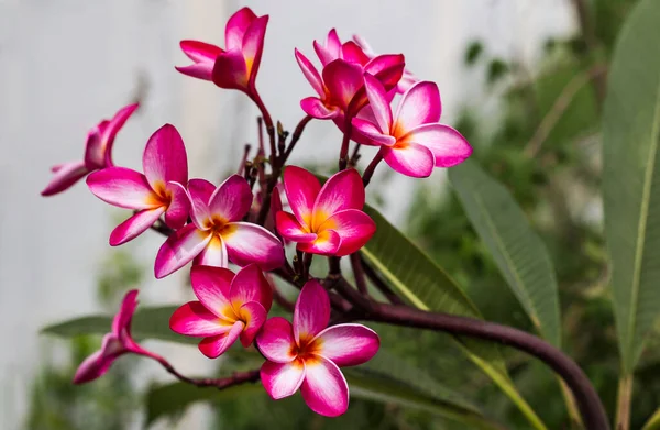 Plumeria vermelha flores beleza na natureza, flor de frangipani — Fotografia de Stock