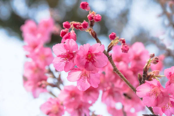 Cherry blossom or sakura flowers at Doi angkhang mountain,chiang — Φωτογραφία Αρχείου