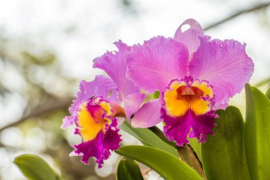 Bahçede bir dal dal, güzel bir orkide çiçek açıyor.
