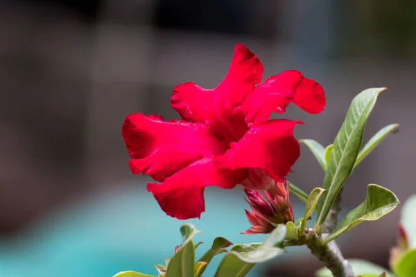 Квітучі Рожеві Квіти Рододендрон Або Рожева Бігонія Фоні Квітка Азалії — стокове фото