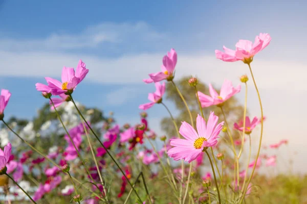 Kosmos Blumenfeld Mit Blauem Himmel Kosmos Blumenfeld Blühende Frühlingsblumen Saison — Stockfoto