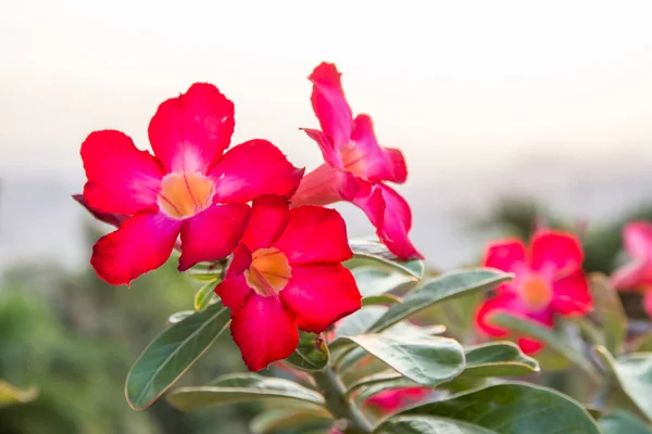 Azalea Flores Bonitas Está Florescendo Para Fundo — Fotografia de Stock