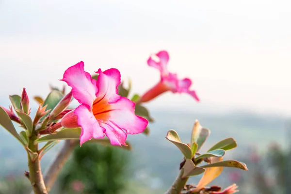 Azalea Flowers Beautiful Blooming Background — Stock Photo, Image