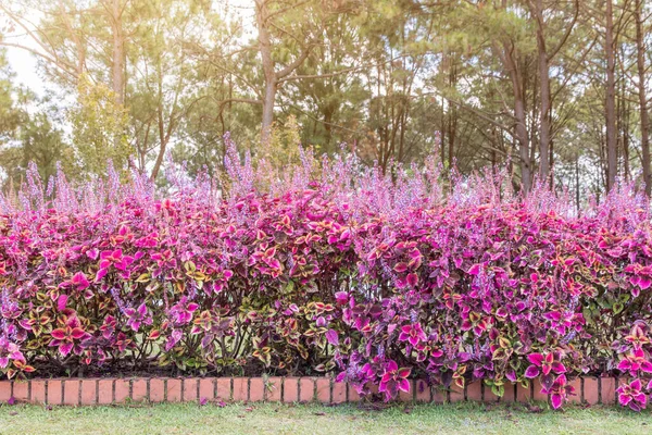 Bela Esquina Pequeno Jardim Com Flores Decoração Jardinagem Paisagismo — Fotografia de Stock