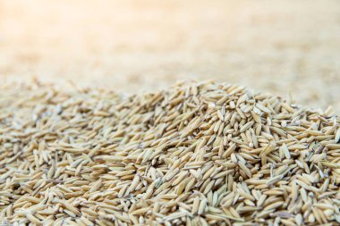 Arkaplanı kurutmak için sarı çeltik yasemin pilavı seçici bir pirinç organı odağı.