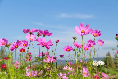 Mavi gökyüzü ile kozmos çiçeği tarlası, Kozmos çiçeği açan bahar çiçekleri mevsimi