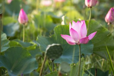 Havuzda pembe nilüfer çiçeğinin güzel çiçek açması.