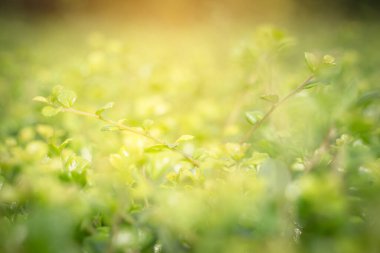 Yeşil yaprağın arka planda bulanık arkaplanda, arka plan olarak fotokopi alanı kullanılarak kapatılması, yeni duvar kağıdı kavramı