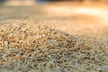 Arkaplanı kurutmak için sarı çeltik yasemin pilavı seçici bir pirinç organı odağı.