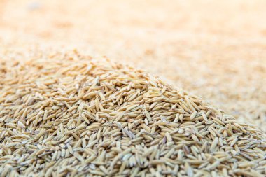 Arkaplanı kurutmak için sarı çeltik yasemin pilavı seçici bir pirinç organı odağı.