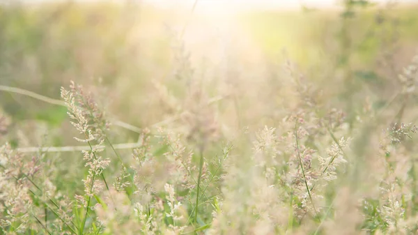 Yabani otlarla dolu orman çayırı, küçük alan derinliği olan Macro görüntüsü, Görüntü arka grubu
