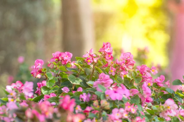 Virág Mező Gyönyörű Kertészeti Háttér Kert Tavaszi Szezon Virágok — Stock Fotó