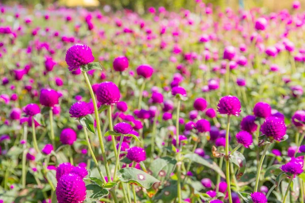 Flor Amaranto Roxo Jardim Com Luz Solar Fai — Fotografia de Stock