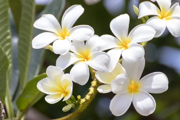 Beyaz Frangipani Çiçeğinin Saflığı Tropikal Ağaç Çiçekleri Ağaçta Açan Plumeria — Stok fotoğraf