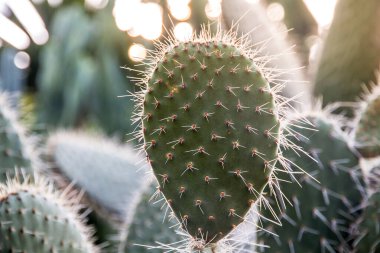 Garddaki yeşil kaktüs